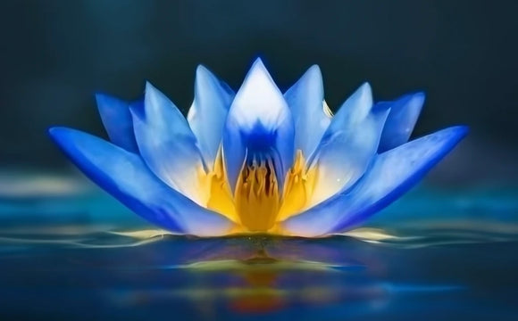 לוטוס כחול - הפרח המצרי הקדוש