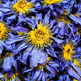 פרחי לוטוס כחול